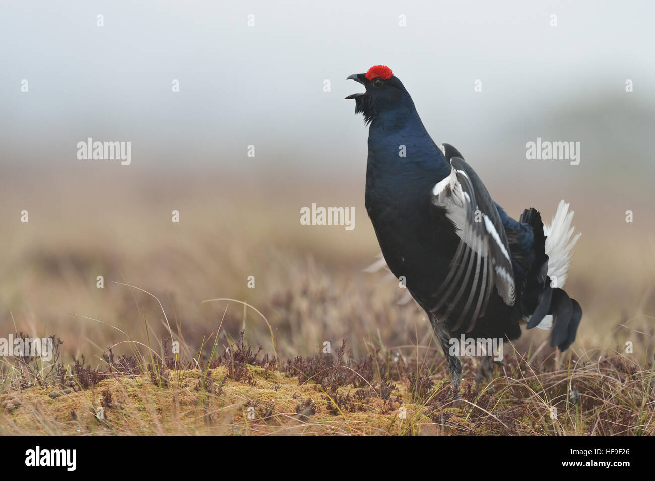Black Grouse (Tetrao tetrix) calling in the mist. Black grouse jumping. Black Grouse in the bog. Misty morning. Forest. Spring. Stock Photo