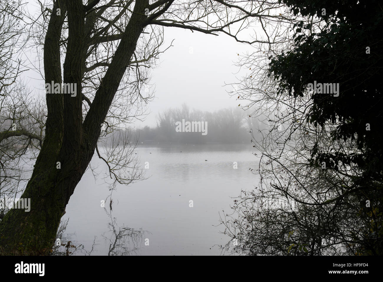 Mist over lake framed by trees Milton park Milton Cambridge Cambridgeshire England 2016 Stock Photo