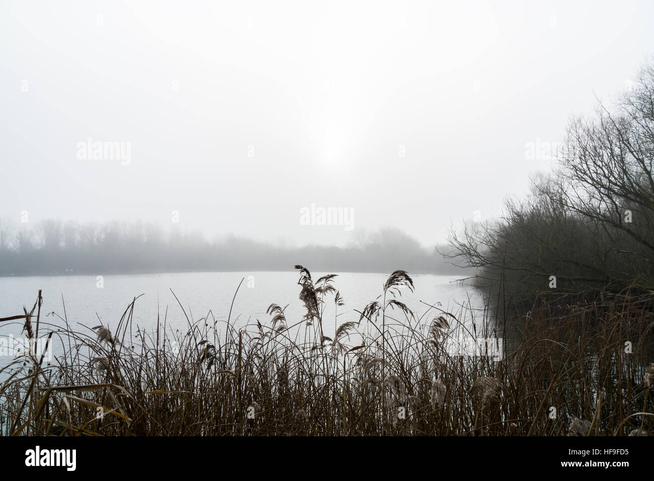 Misty lake shoreline taken into sun Milton Park Milton Cambridge Cambridgeshire England 2016 Stock Photo
