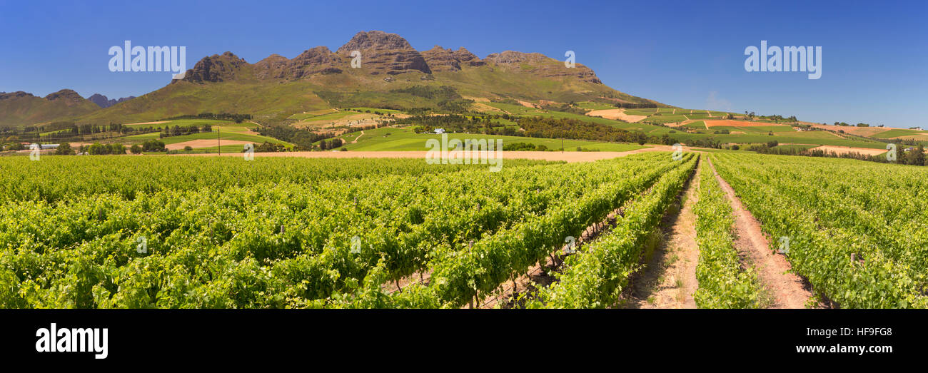 Vineyards with mountains in the background near Stellenbosch in South Africa. Stock Photo