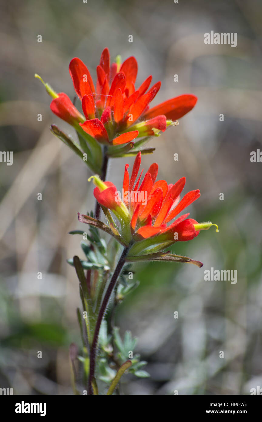 The bright red color of these two wild flowers are vivid against the grey green early spring background Stock Photo