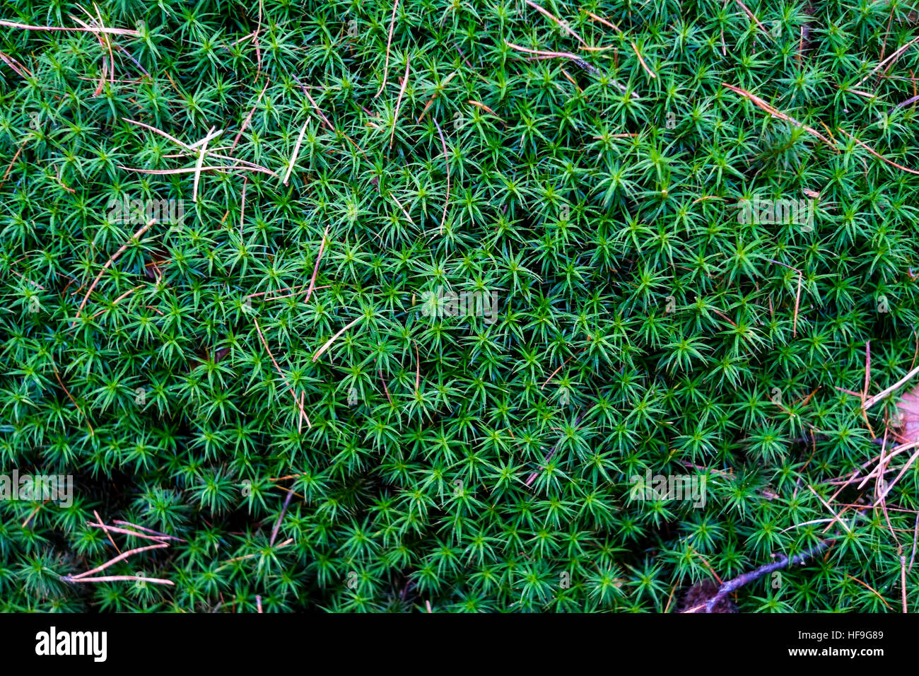 Star-shaped moss on a rock (Sagina subulata) Stock Photo