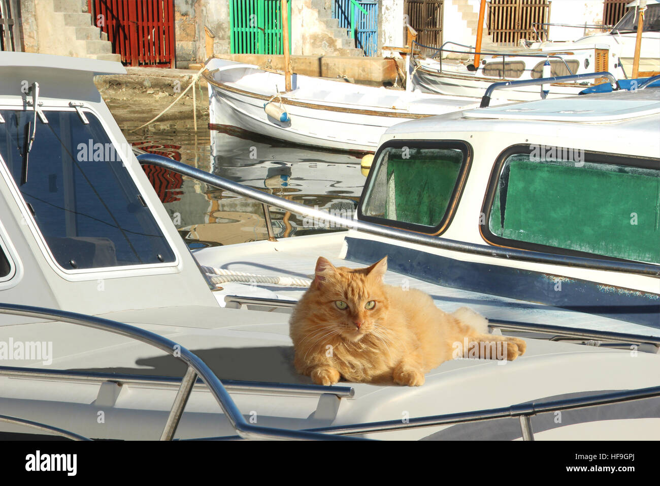 domestic cat, ginger, red tabby, longhaired hybrid, lying on a boat  in the port of Portocolom, Baleares, Mallorca Stock Photo