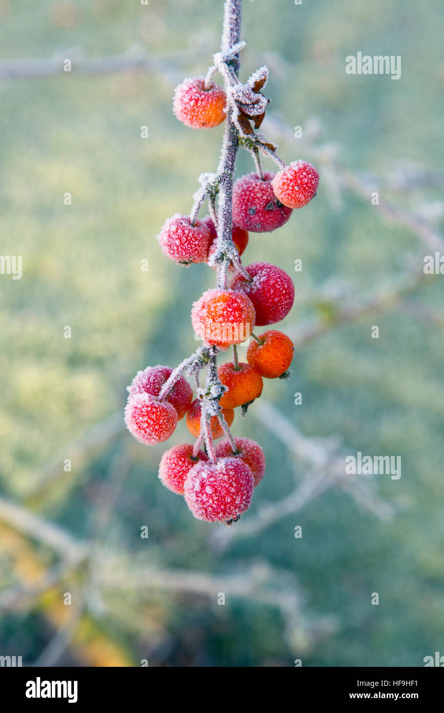 Frost On Crab Apples Malus sylvestris  Morning Stock Photo