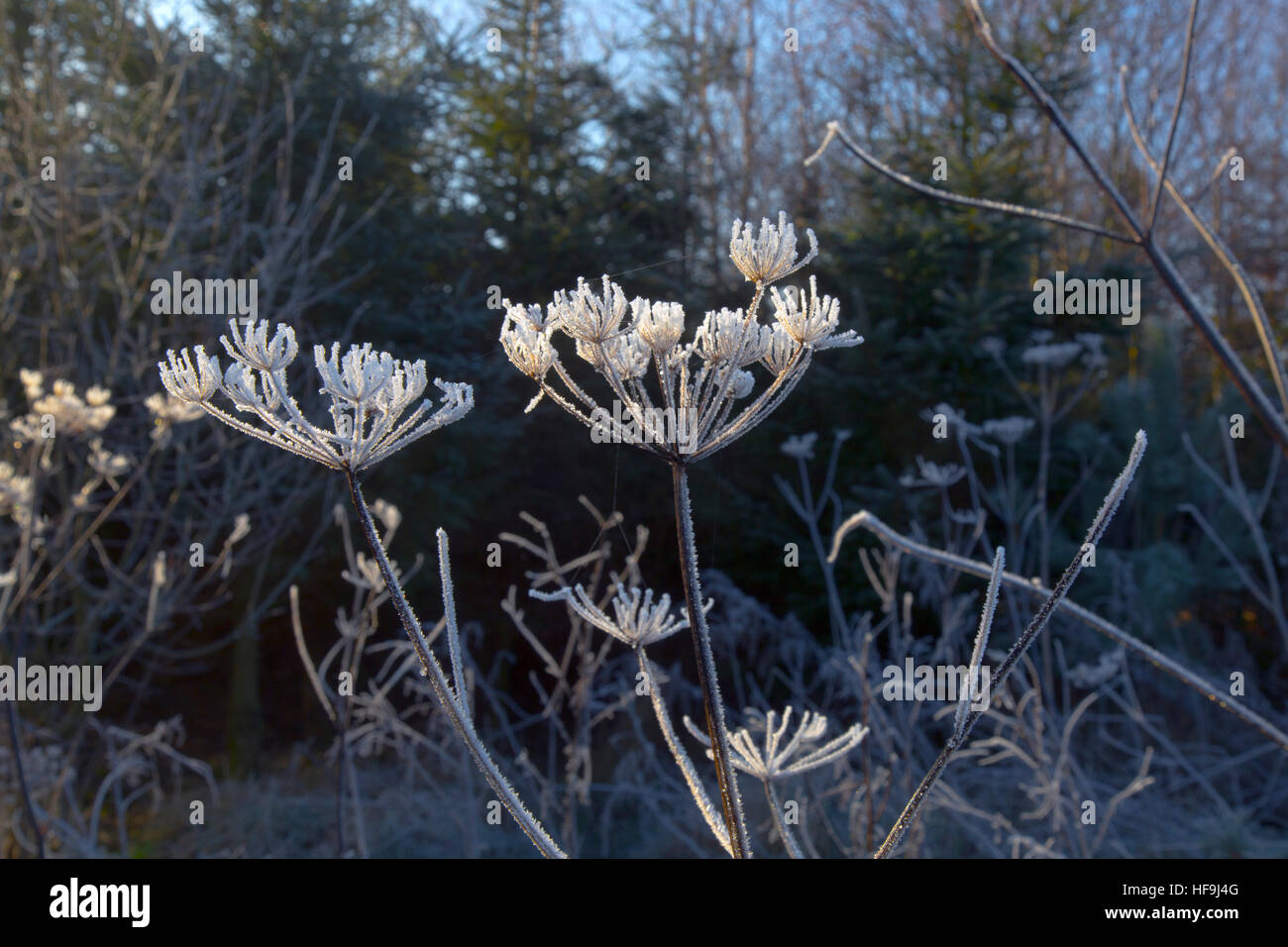Hedge Parsley Torilis japonica frosted in an early winter's day Stock Photo
