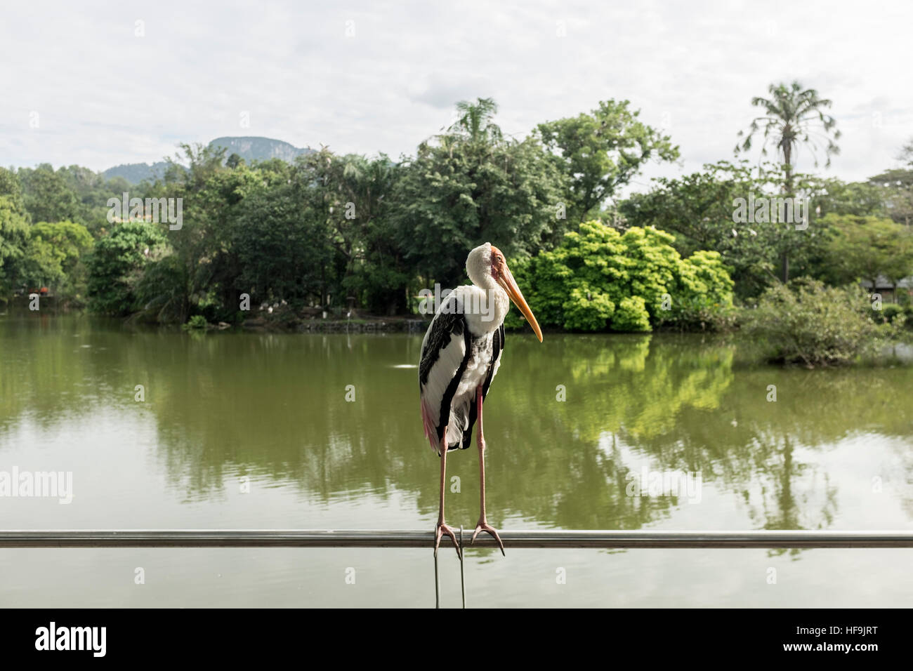 A flock of Milky Stork at the National Zoo, in Kuala Lumpur, Malaysia. Stock Photo