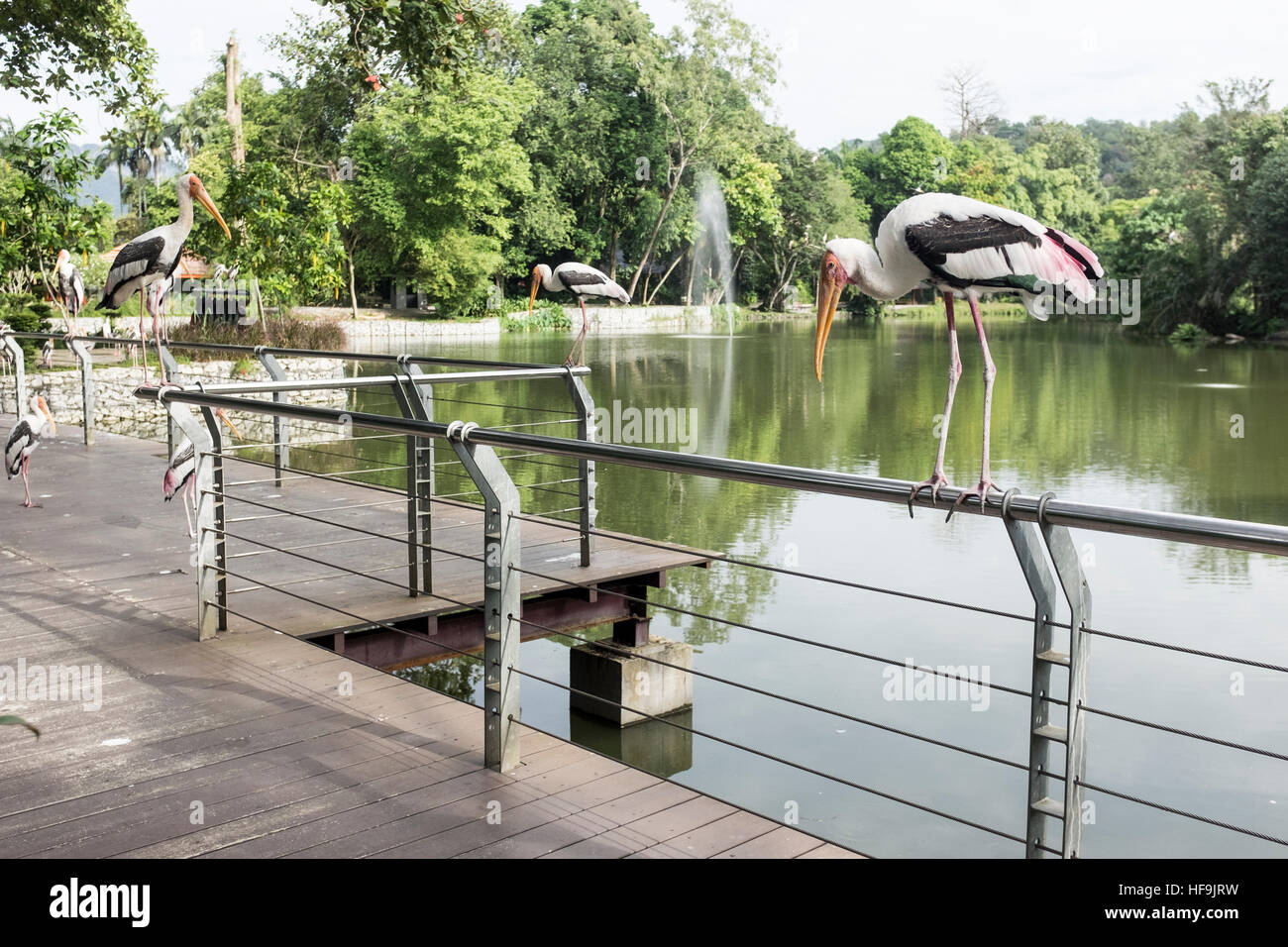 A flock of Milky Stork at the National Zoo, in Kuala Lumpur, Malaysia. Stock Photo