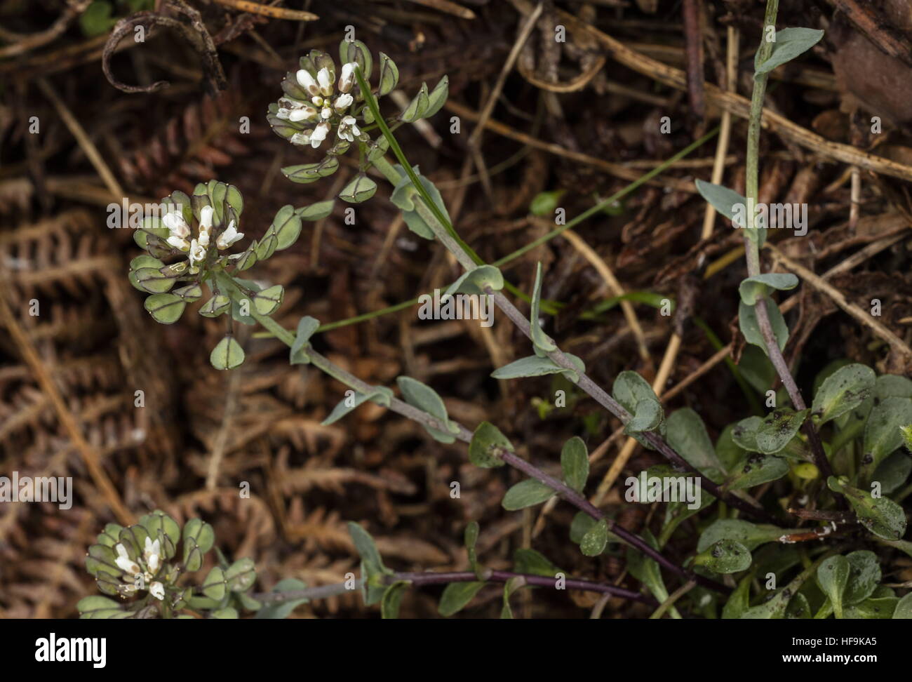 A penny-cress, Thlaspi brevistylum in the mountains of Corsica. Stock Photo
