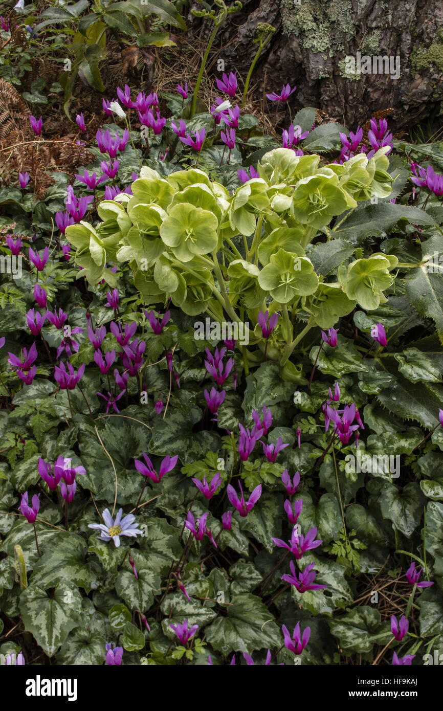 Corsican hellebore, Helleborus argutifolius and Cyclamen repandum, the ...