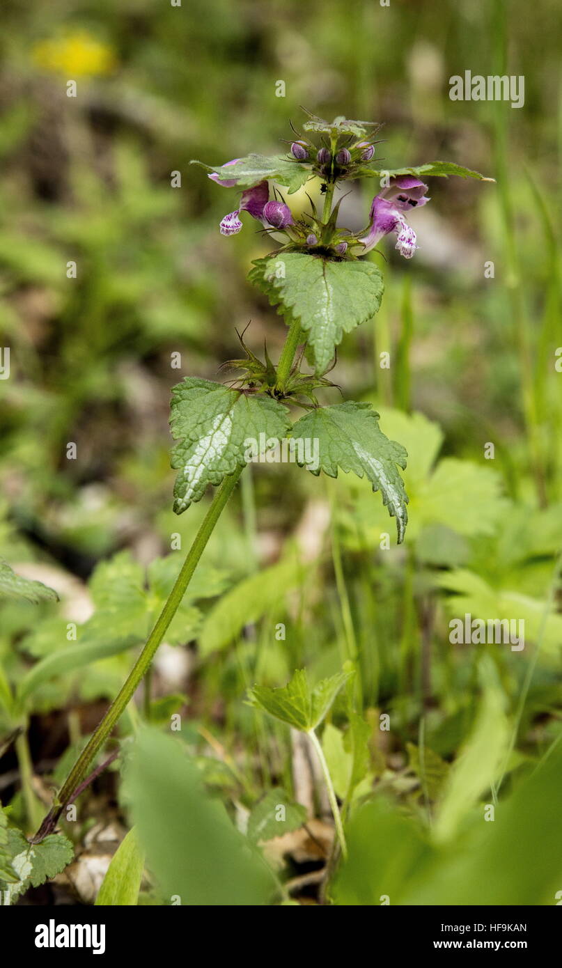 Silver-leaved form of Spotted Deadnettle, Lamium maculatum, in the wild, Maritime Alps. Stock Photo