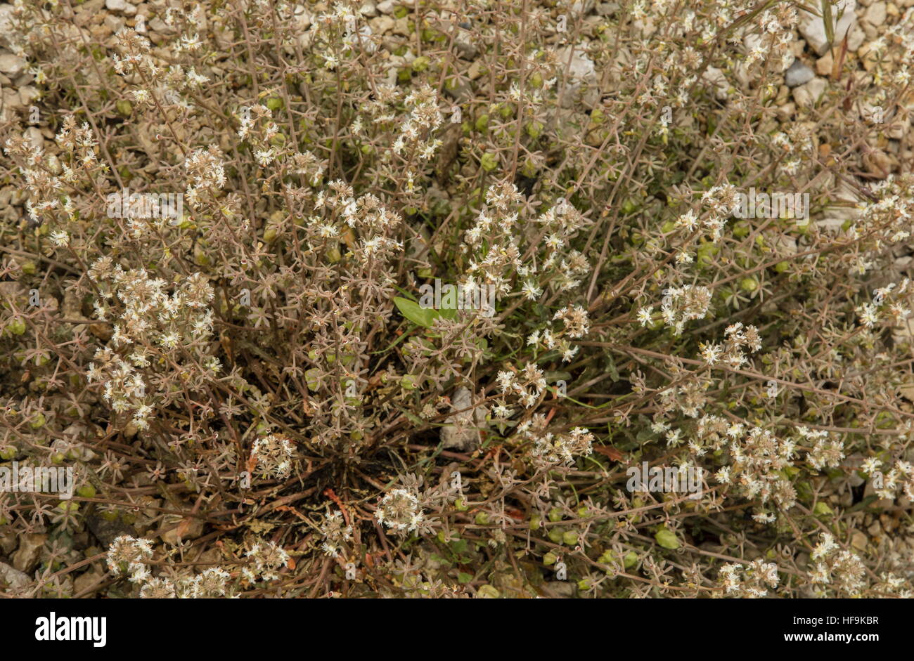 Rampion mignonette, Reseda phyteuma in flower; naturalised in UK. Stock Photo