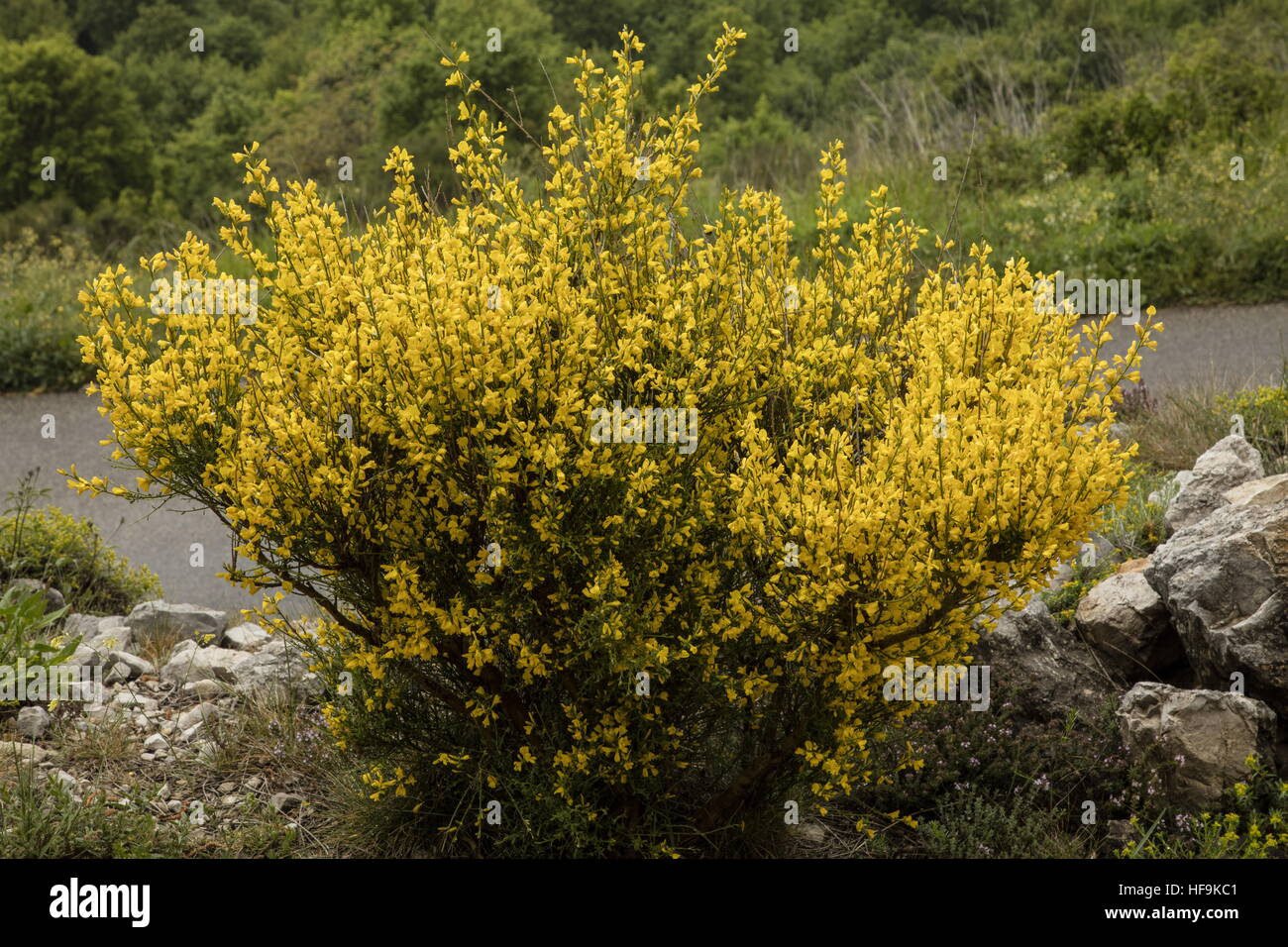 Silvery Broom, Genista cinerea in flower in spring, Maritime Alps, France. Stock Photo