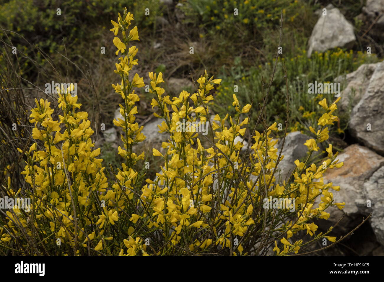 Silvery Broom, Genista cinerea in flower in spring, Maritime Alps, France. Stock Photo