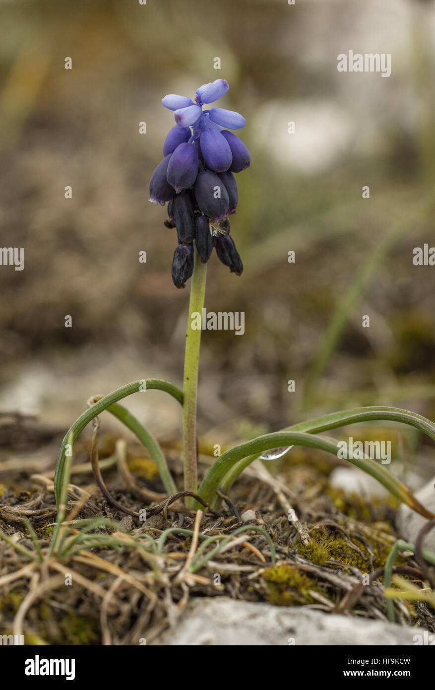 Common grape hyacinth, Muscari neglectum in flower. France Stock Photo