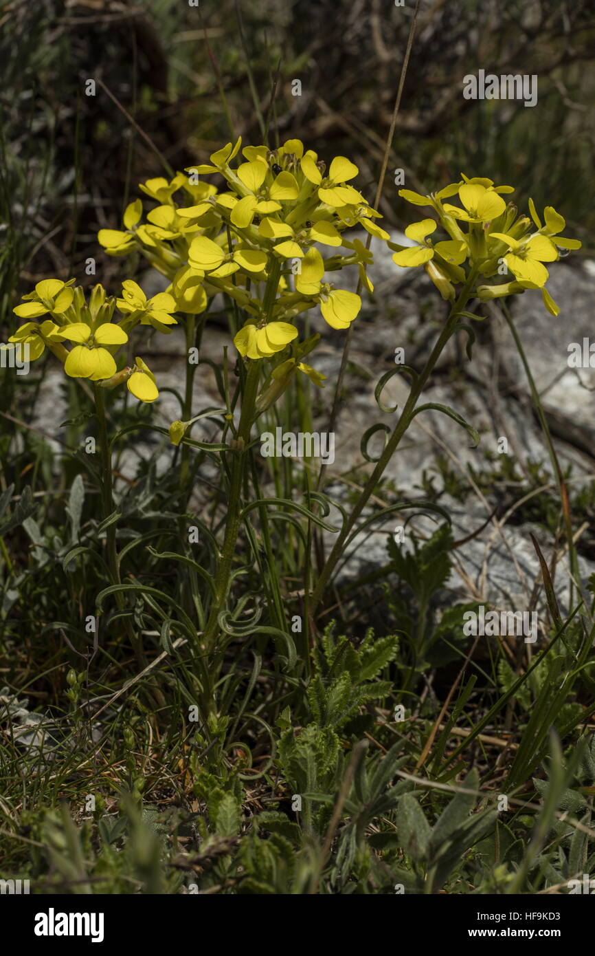 A Treacle Mustard, Erysimum nevadense ssp. collisparsum, limestone hills, Provence. Stock Photo