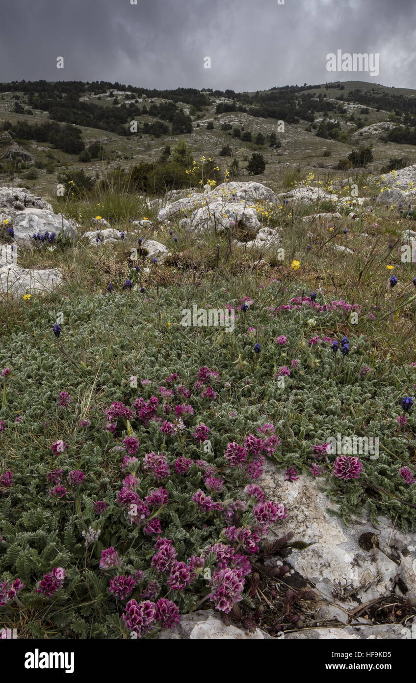 Mountain Kidney-vetch, Anthyllis montana on limestone plateau, Provence. Stock Photo