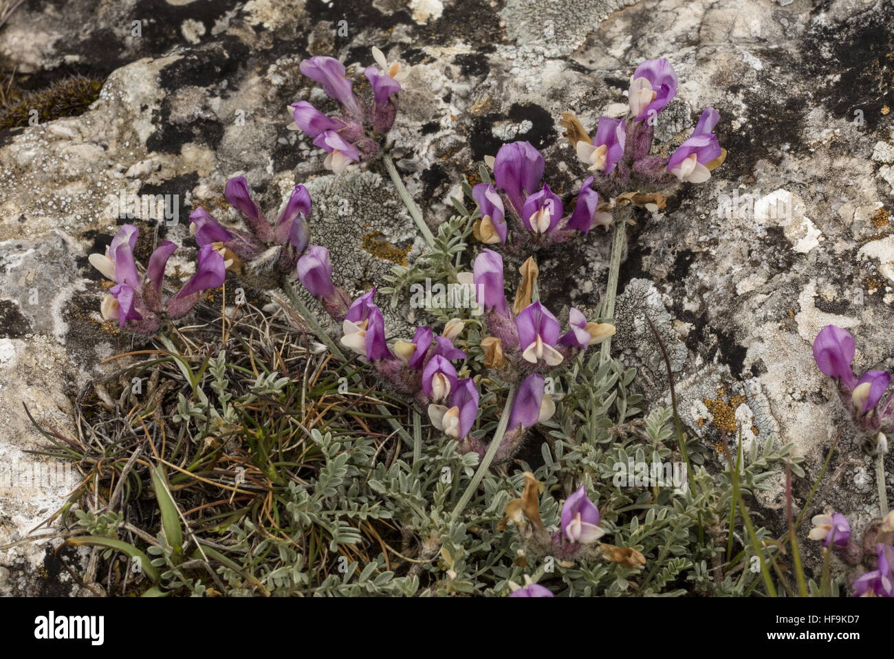 A milk-vetch, Astragalus vesicarius ssp. vesicarius in flower on limestone, Provence. Stock Photo