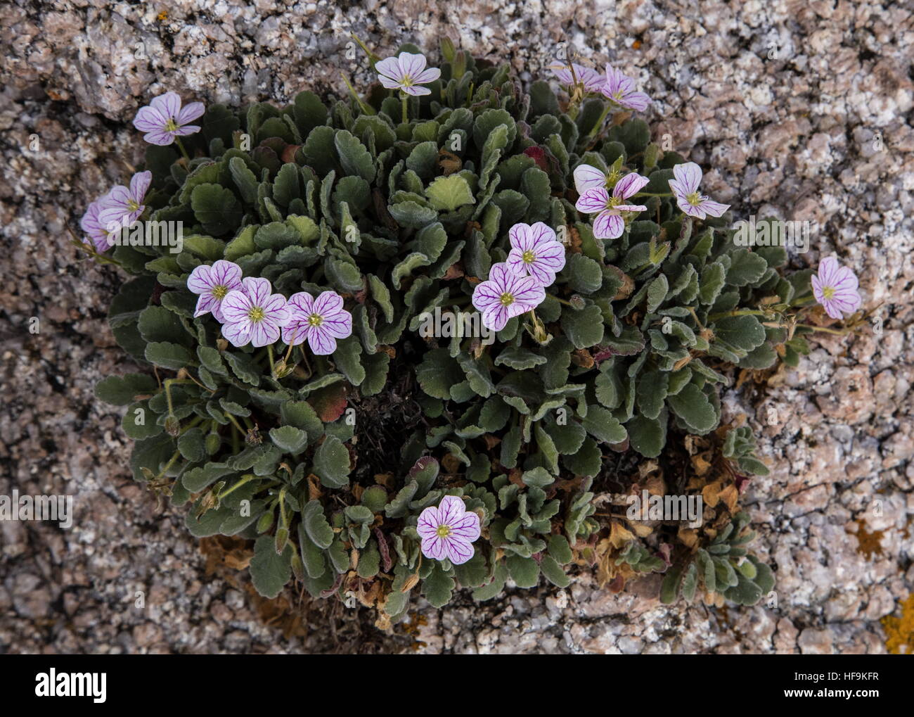 Corsican Storksbill, Erodium corsicum in flower on coastal granite rocks, west Corsica. Stock Photo