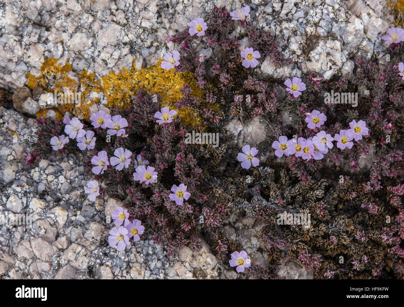 Sea heath, Frankenia laevis in flower on coastal granite, Corsica. Stock Photo