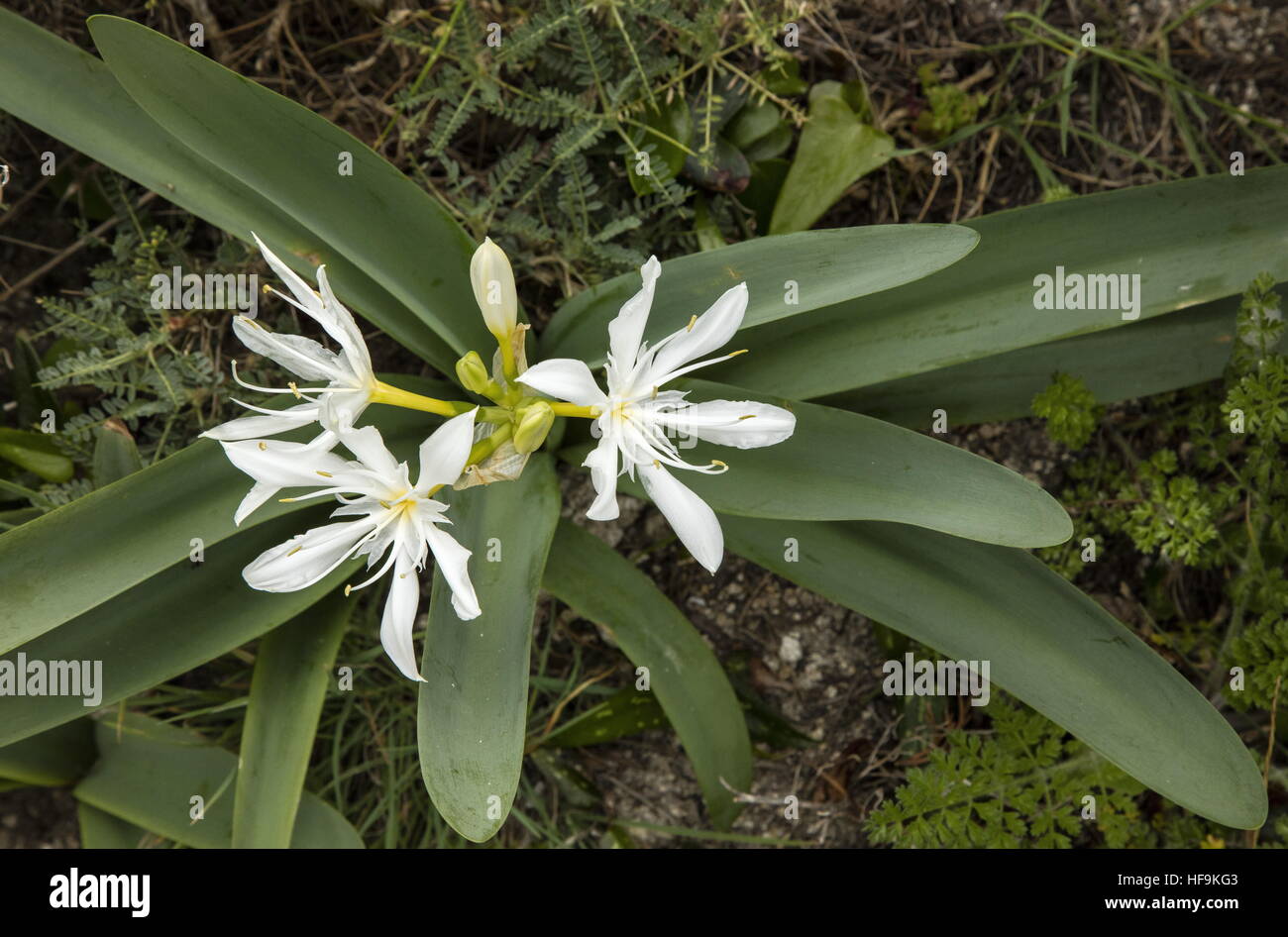 Illyrian Star Lily, Pancratium illyricum - a Tyrrhenian endemic - in flower in Corsica. Stock Photo