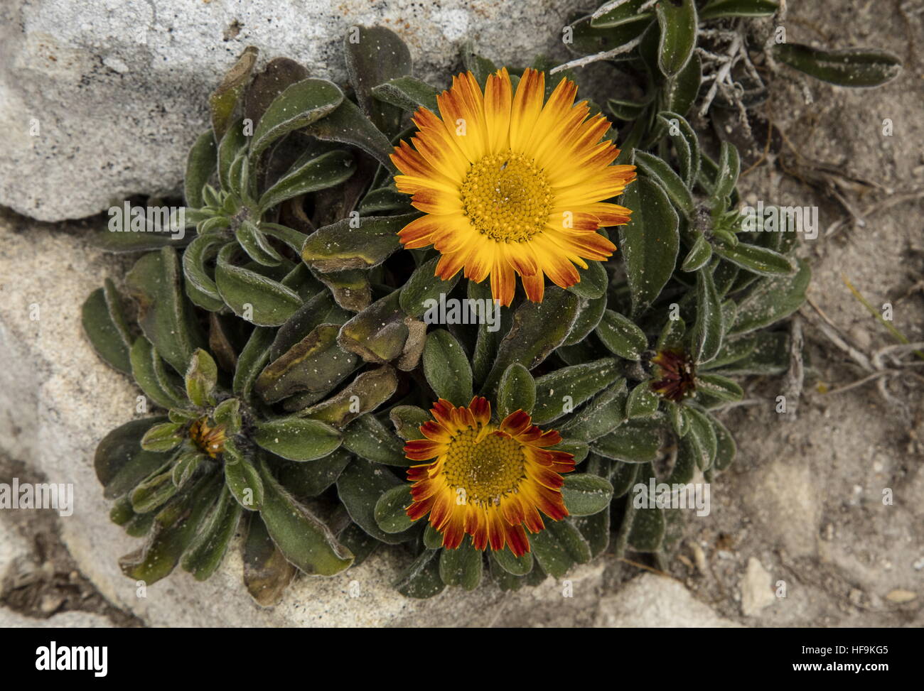 Unusual reddish form of Gold Coin Plant, Pallenis maritima, on the south coast of Corsica, in spring. Stock Photo