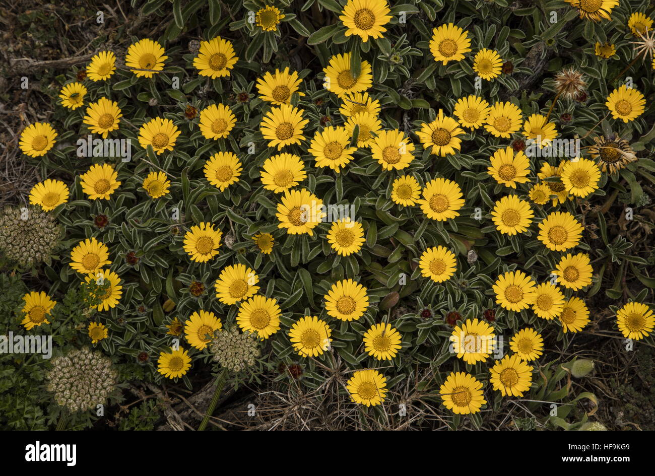 Gold Coin Plant, Pallenis maritima, on the south coast of Corsica, in