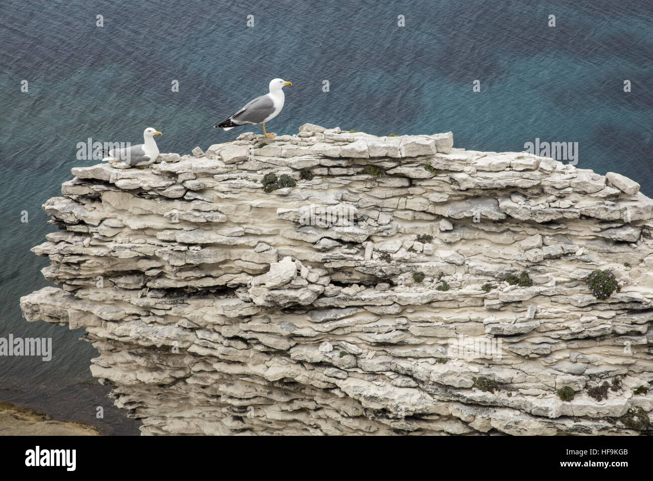 Yellow-legged gulls on limestone rock, with Corsican Storksbill, at Bonifacio, Corsica Stock Photo