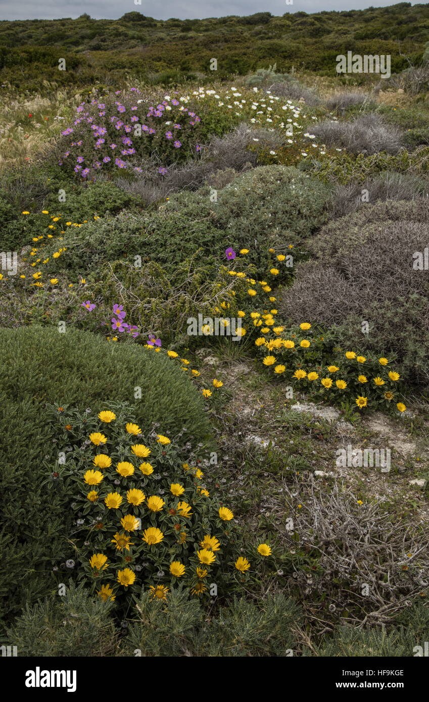 Gold Coin Plant, Pallenis maritima, in garrigue/maquis on the south coast of Corsica, in spring. Stock Photo