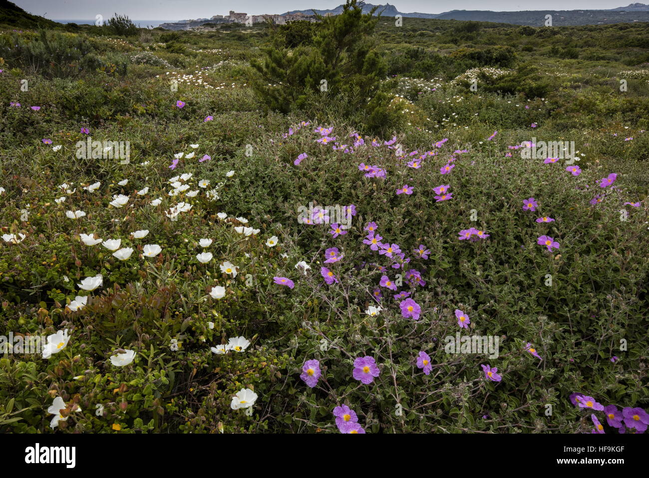 Dense low maquis/garrigue, with Cistus creticus and Cistis salvifolius on the south-west coast of Corsica. Stock Photo