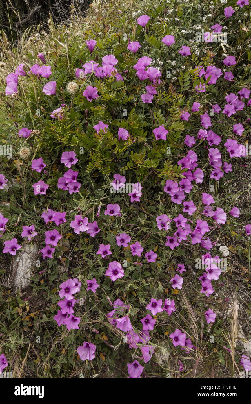 Mallow bindweed, Convolvulus althaeoides in full flower, coastal garrigue, Corsica. Stock Photo