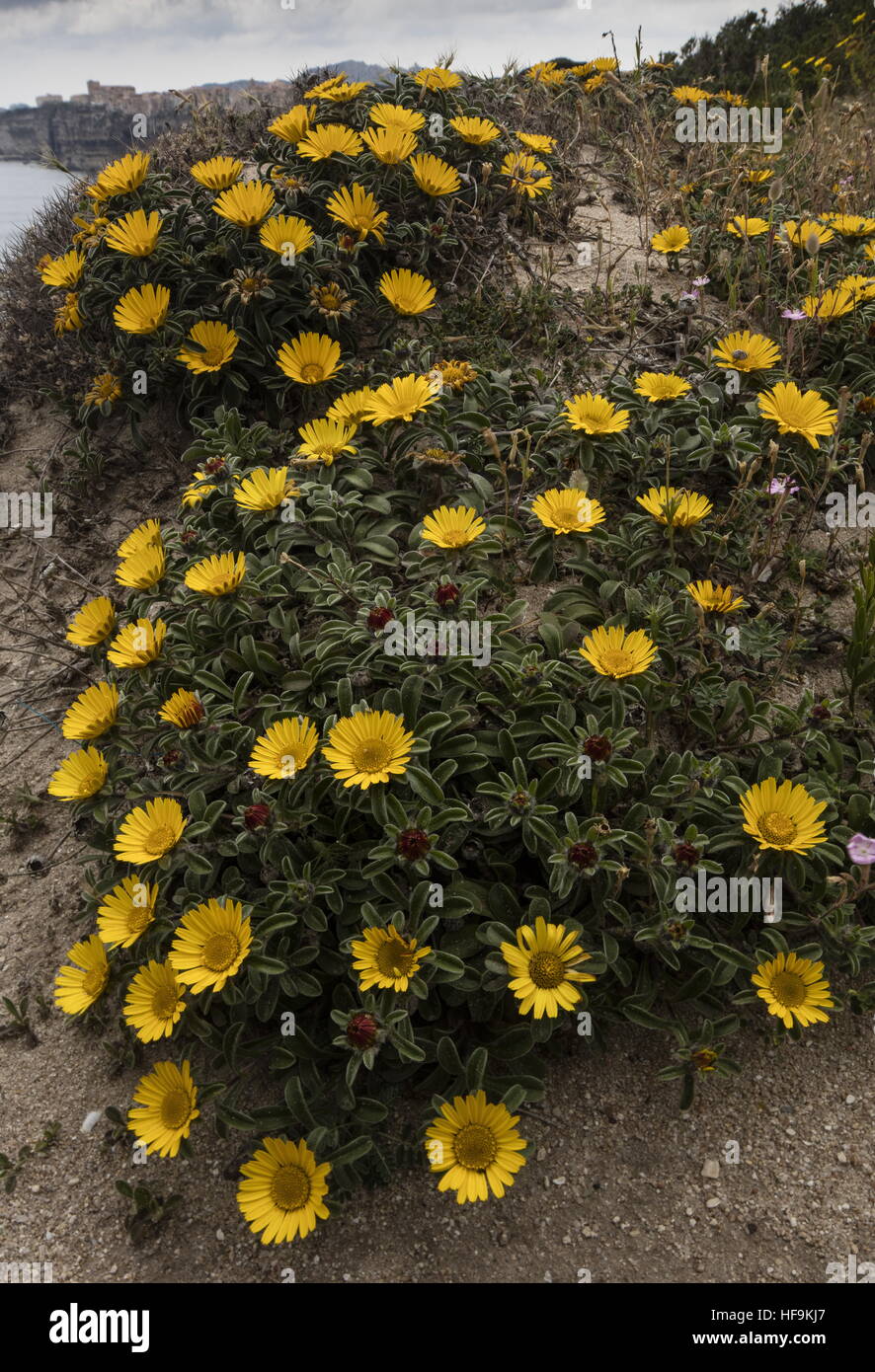 Gold Coin Plant, Pallenis maritima, on the south coast of Corsica, in spring. Stock Photo