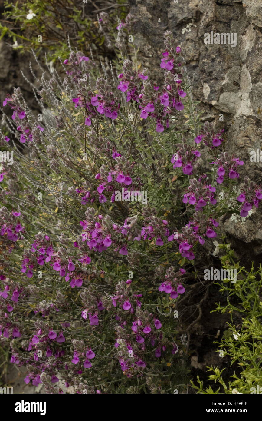 Cat Thyme, or germander, Teucrium marum in flower in Corsica. Stock Photo