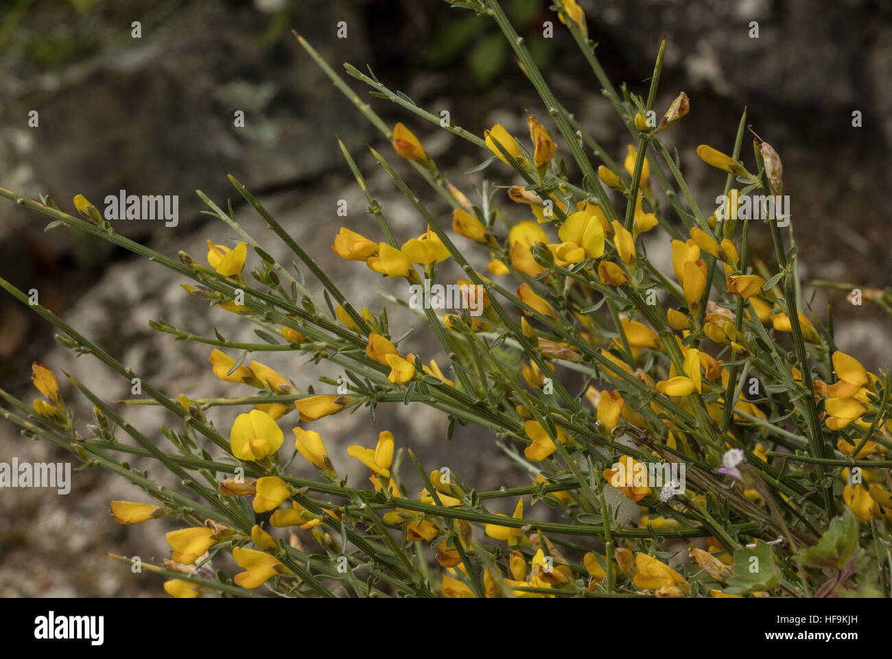 Salzmann's Greenweed, Genista salzmannii in flower; Corsica. Stock Photo