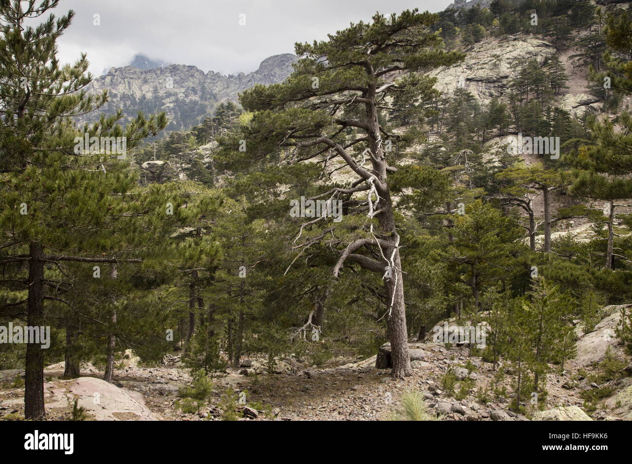 Old Corsican Pines at Haut Asco, Gorges de Asco, Corsica. Stock Photo