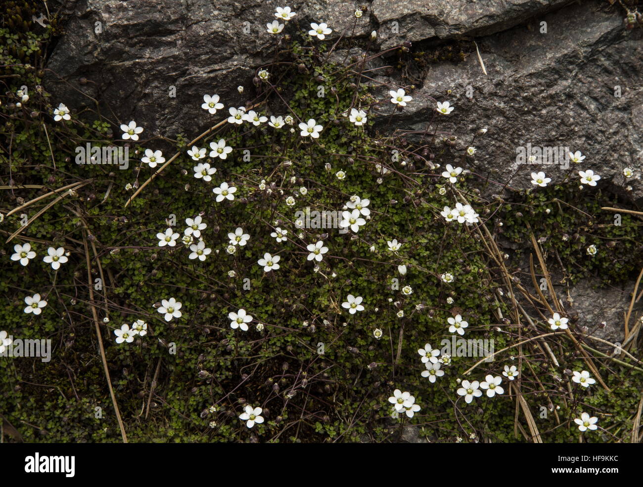 Corsican Sandwort or Balearic Pearlwort, Arenaria balearica, in flower in the wild, Corsica. Stock Photo