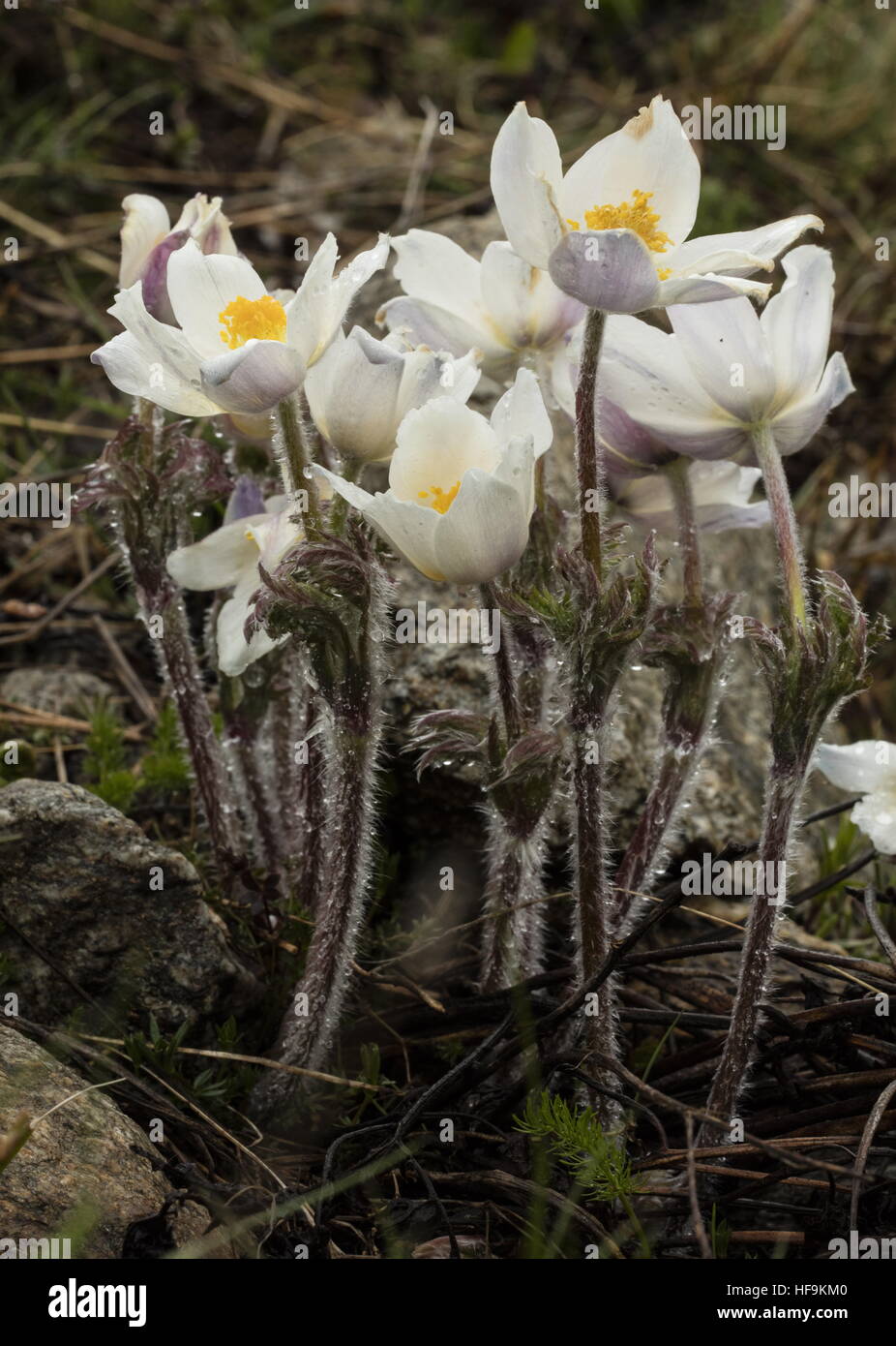 Alpine pasque flower, Anemone alpina ssp. alpina just opening in spring; maritime alps. Stock Photo