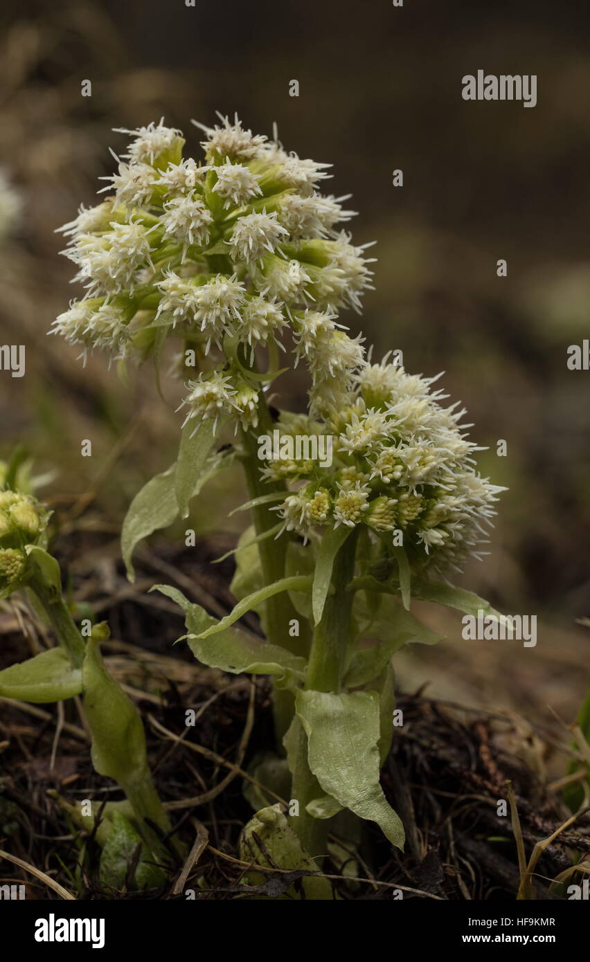White Butterbur, Petasites albus coming into flower in spring, Maritime Alps. France. Stock Photo