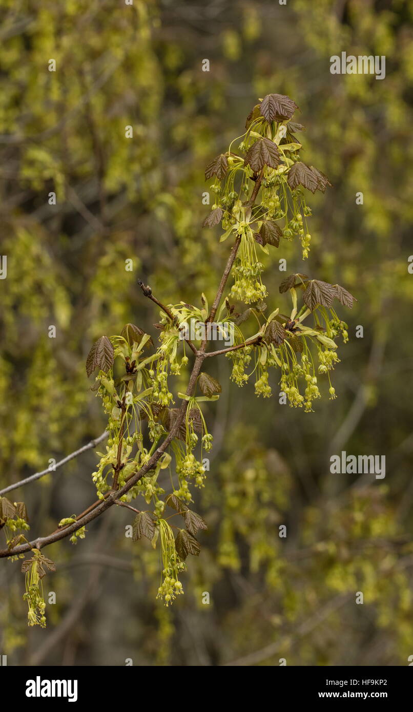 Italian Maple, Acer opalus in flower in spring with young leaves, Maritime Alps, France. Stock Photo