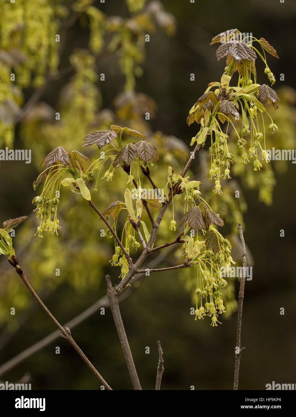 Italian Maple, Acer opalus in flower in spring with young leaves, Maritime Alps, France. Stock Photo