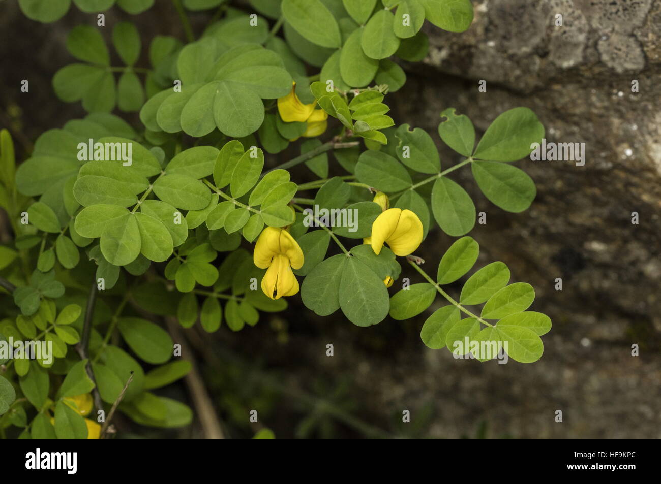 Scorpion senna, Hippocrepis emerus, in flower in spring, south France. Stock Photo