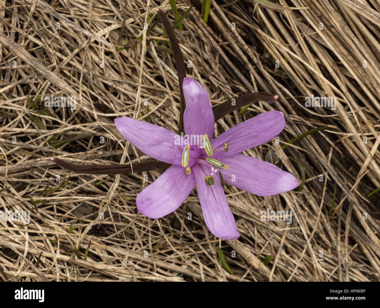 Spring Meadow Saffron, Colchicum bulbocodium, in flower in high pastures, Maritime Alps, France. Stock Photo