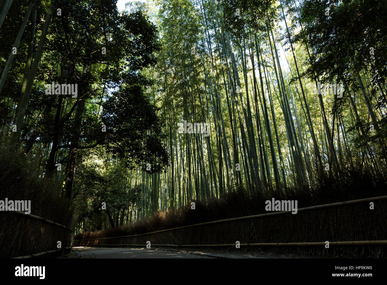 Arashiyama Bamboo Grove, Ukyo Ward, Kyoto, Kyoto Prefecture, Japan Stock Photo