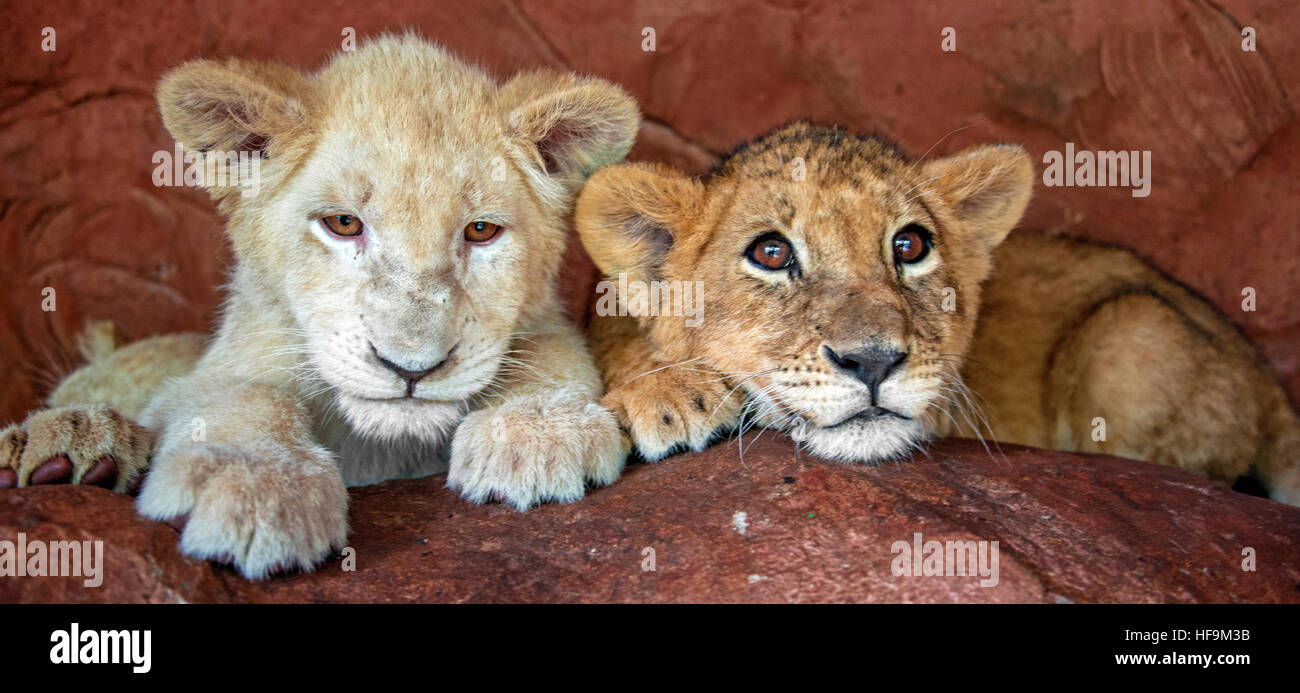 Two baby lions cubs in captivity, 4 month old baby white lion Stock Photo