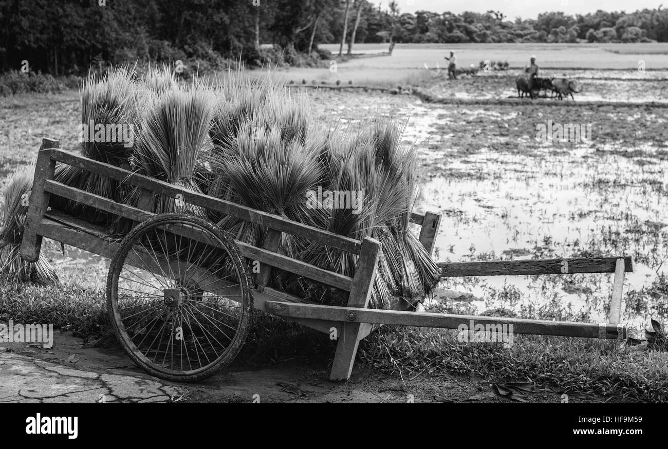 Bundles of green rice saplings stored al fresco on a wooden make-shift cart on cycle wheels await preparations for planting. Stock Photo
