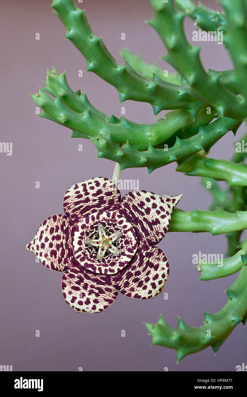 Starfish plant (Orbea variegata) Stock Photo