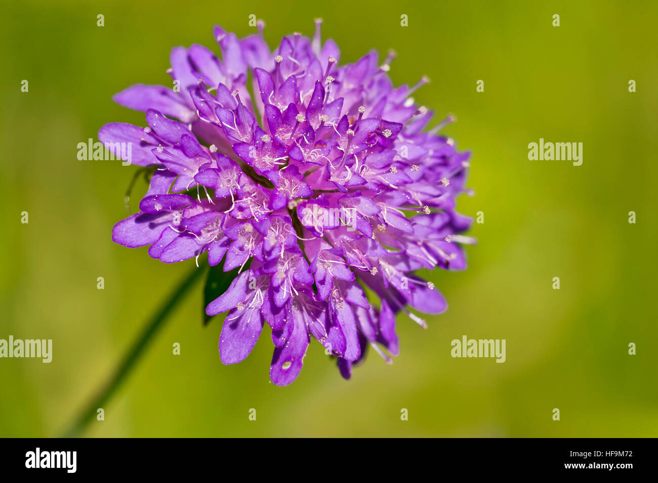Forest widow flower (Knautia dipsacifolia), Burgenland, Austria Stock Photo