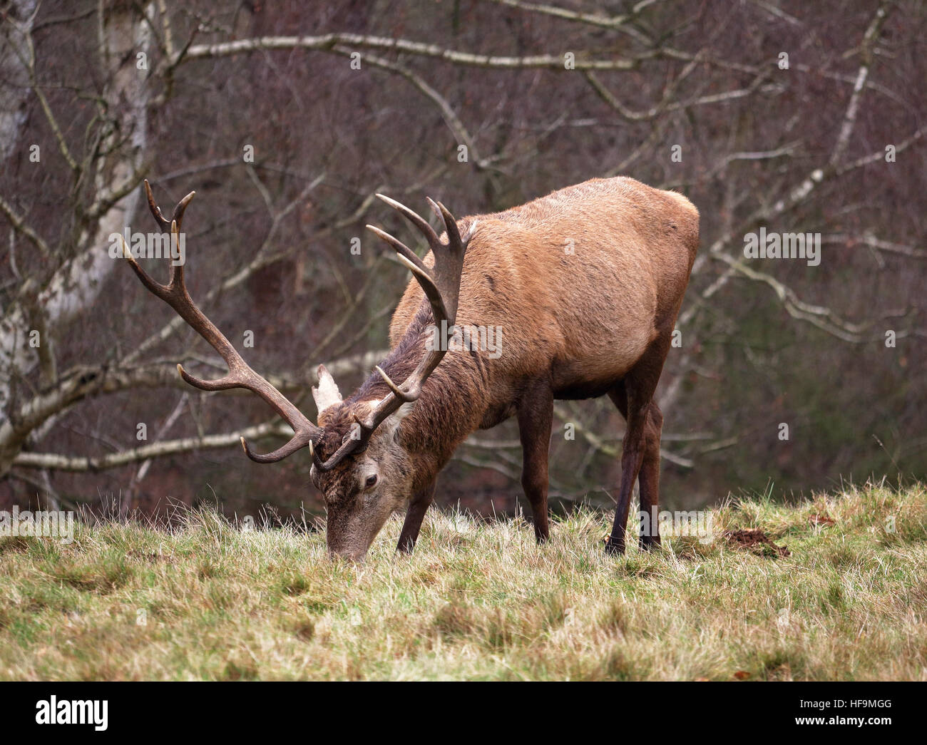 Red Stag Deer grazing on winter grass Stock Photo