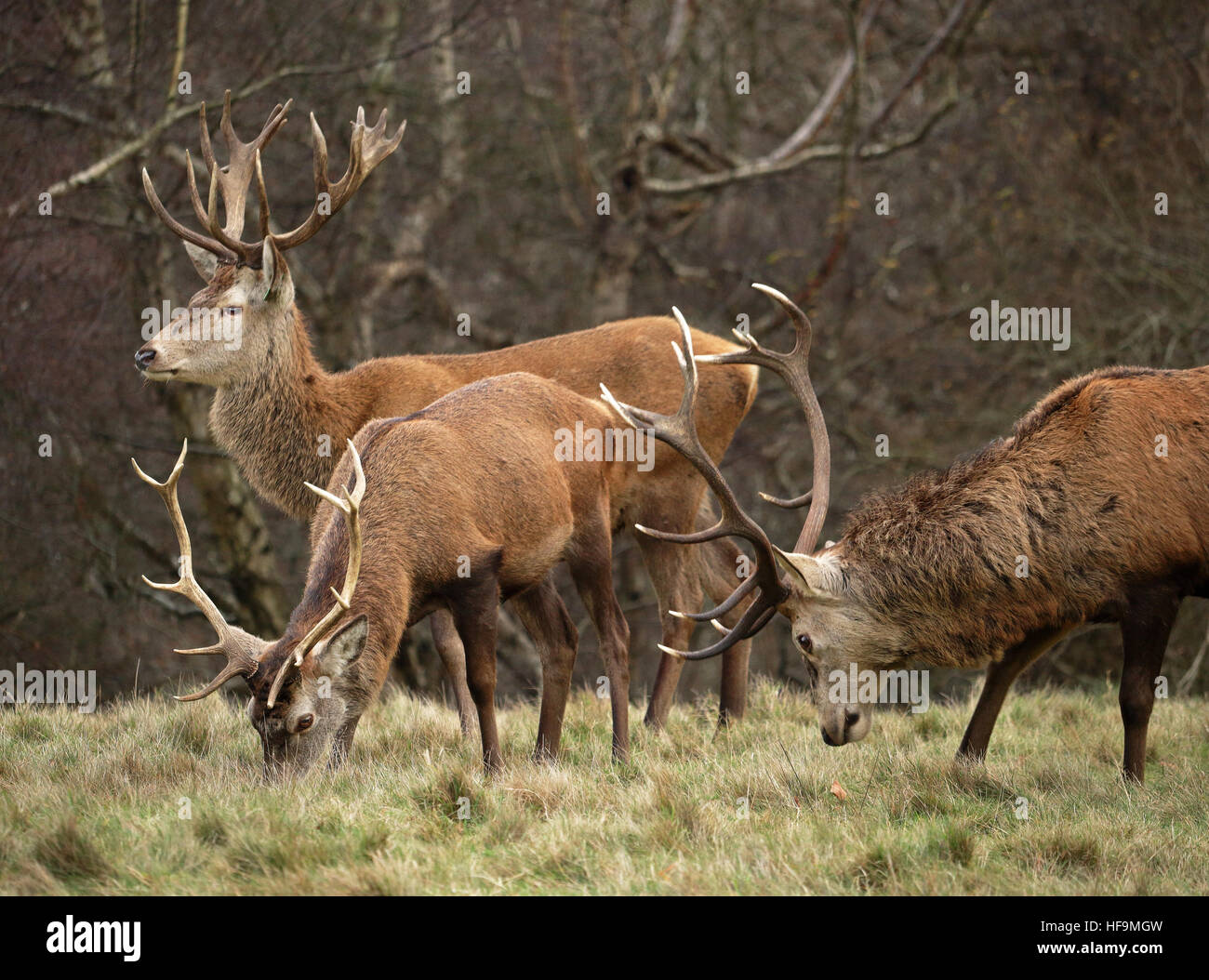 Red Stag Deer grazing on winter grass Stock Photo