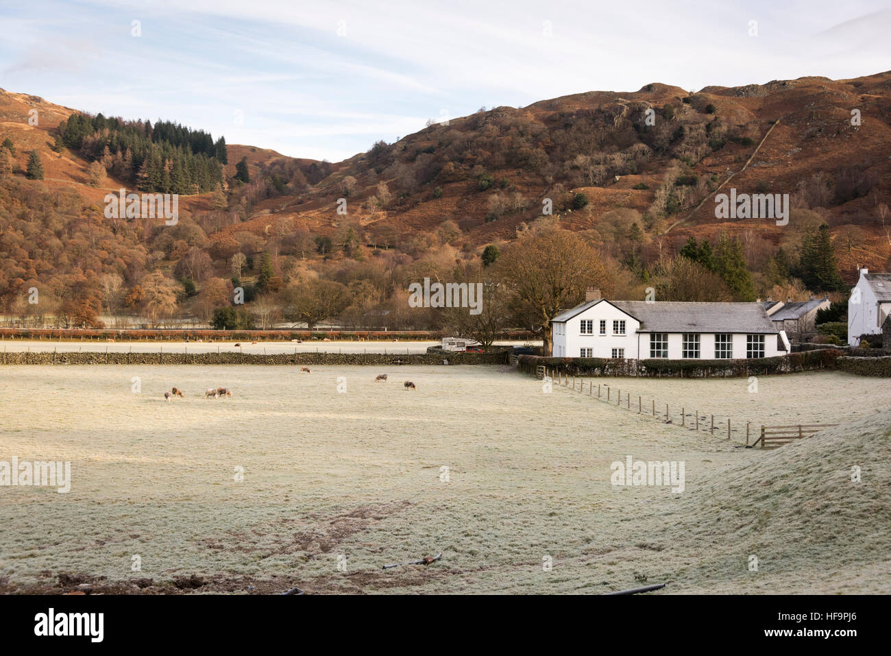 Herdwick sheep grazing on a meadow in Borrowdale the Lake District Cumbria UK in a winter landscape Stock Photo