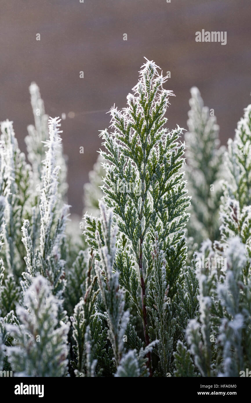 Frost covered plants Stock Photo Alamy